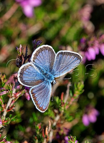 Silverstudded Blue on Bell Heather Fairmile Common Esher Surrey England