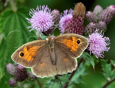 Meadow Brown nectaring on thistle flowers  Arbrook Common Claygate Surrey England