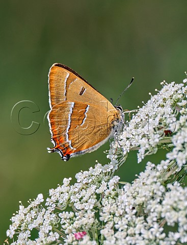 Brown Hairstreak male nectaring on Wild Carrot  Molesey Heath Nature Reserve West Molesey Surrey England
