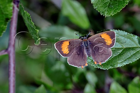 Brown Hairstreak female perched on blackthorn leaf Molesey Heath Nature Reserve West Molesey Surrey England