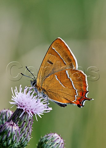 Brown Hairstreak male nectaring on thistle  Molesey Heath Nature Reserve West Molesey Surrey England