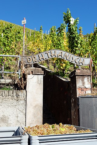 Harvested Riesling grapes in a box in front of the Dr H Thanisch sign over the entrance to the Bernkasteler Doctor vineyard Bernkastel Germany Mosel