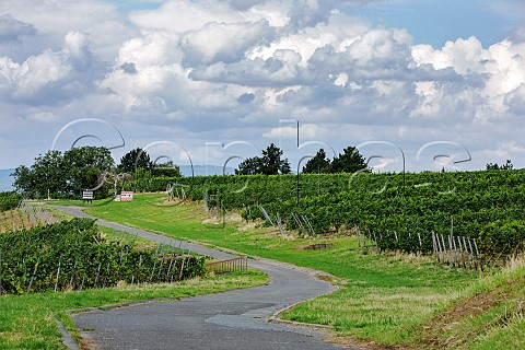 View over a section of the Hechtsheimer Kirchenstck vineyard in Mainz Germany Rheinhessen