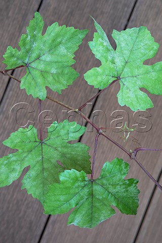The leaves of a bacchus vine with powdery mildew