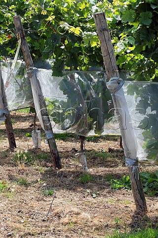 Dornfelder vines protected by netting to stop birdsanimals eating the grapes in the Hechtsheimer Kirchenstck vineyard Mainz Germany Rheinhessen