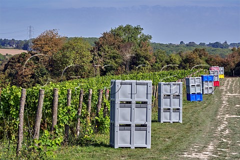Grape crates ready for the harvest in Solaris vineyard of Silverhand Estate at Luddesdown Gravesham Kent England