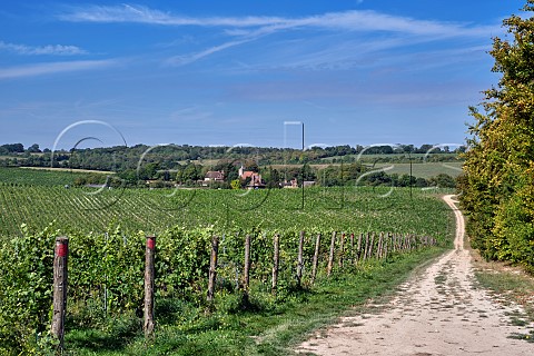 Vineyards of Silverhand Estate around the village of Luddesdown Gravesham Kent England