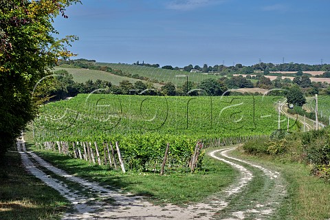 Vineyards of Silverhand Estate at Luddesdown Gravesham Kent England