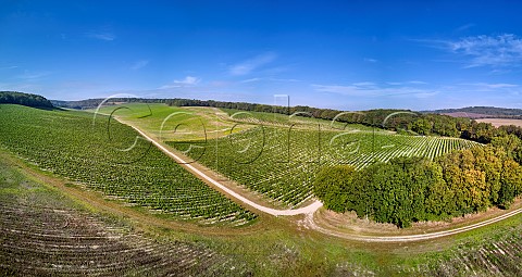 Vineyards of Silverhand Estate in the Bush Valley Upper Bush Cuxton Kent England