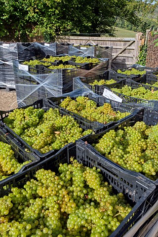 Crates of Chardonnay grapes at Coldharbour Vineyard of Sugrue South Downs  Sutton West Sussex England