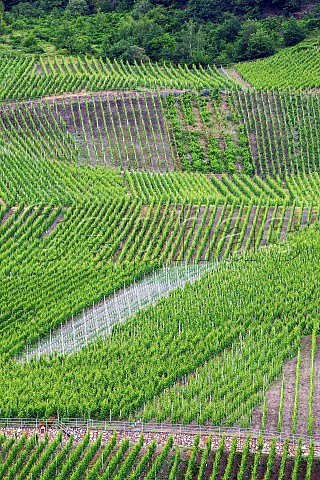 Newly planted parcel in the Graacher Domprobst vineyard Graach Germany Mosel