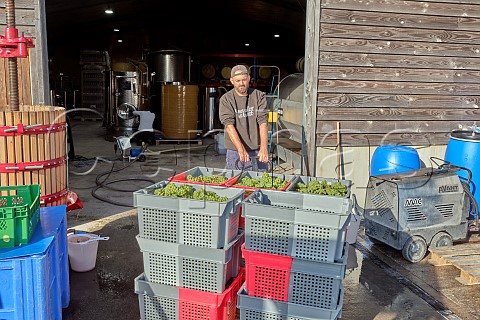 Chardonnay grapes of Domaine Hugo arrive at winery of Offbeat Wines Botleys Farm  Downton Wiltshire England