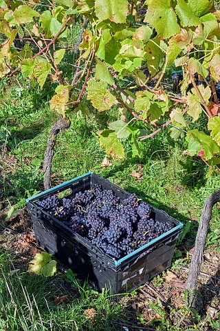 Crate of harvested Pinot Noir grapes in vineyard of Candover Brook Preston Candover Hampshire England