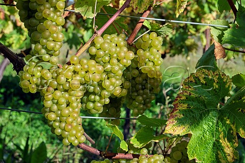 Chardonnay grapes in vineyard of Candover Brook Preston Candover Hampshire England