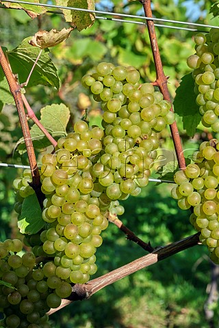 Chardonnay grapes in vineyard of Candover Brook Preston Candover Hampshire England