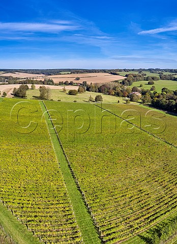 Candover Brook Vineyard in the Candover Valley Preston Candover Hampshire England