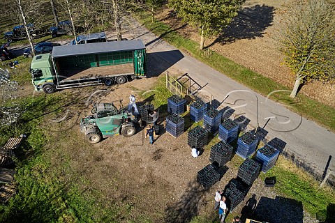 Crates of harvested Pinot Noir grapes being prepared for transport to the winery Candover Brook Vineyard Preston Candover Hampshire England