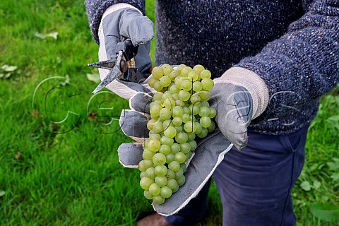 Picking Chardonnay grapes in vineyard of Domaine Hugo  Botleys Farm  Downton Wiltshire England