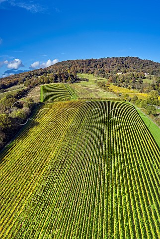 Autumnal vineyards of Weyborne Estate with Black Down beyond highest point of the South Downs National Park at 918 feet and a small section of Blackdown Ridge Vineyard top right Haslemere Sussex England