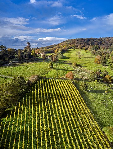 Autumnal vineyard of Blackdown Ridge Estate with Weyborne Estate House and Black Down beyond  Haslemere Sussex England