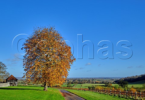Autumnal Chestnut tree by Coldharbour Vineyard of Sugrue South Downs  Sutton West Sussex England