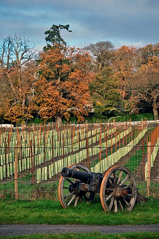 The Grape Escape Vineyard of Neil Corbould The cannon is one from the film Napoleon   St Anns Hill Farm Chertsey Surrey England