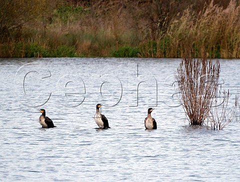 Three Cormorants in shallow water Molesey Reservoirs Nature Reserve West Molesey Surrey England