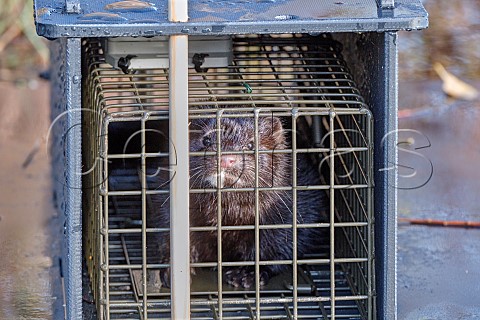 Mink caught in a trap on a nature reserve lake Part of a project to eradicate this invasive predator from southeastern England