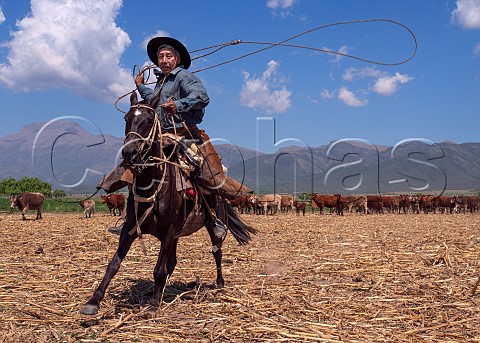 Gaucho lassoing cattle Salta Argentina