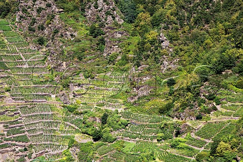 Steep terraces in the Mayschosser Mnchberg vineyard Mayschoss Germany Ahr
