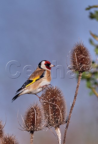 Goldfinch perched on teasel head West Molesey Surrey England