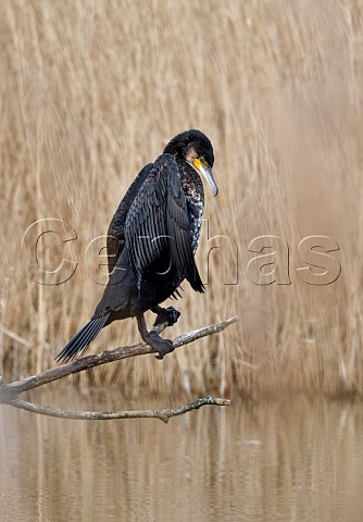 Cormorant perched on a dead branch above water Molesey Reservoirs Nature Reserve West Molesey Surrey England
