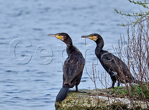 Two Cormorants Molesey Reservoirs Nature Reserve West Molesey Surrey England