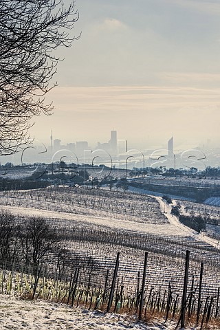 Preussen vineyard in winter  Nussberg Vienna Austria  Wien