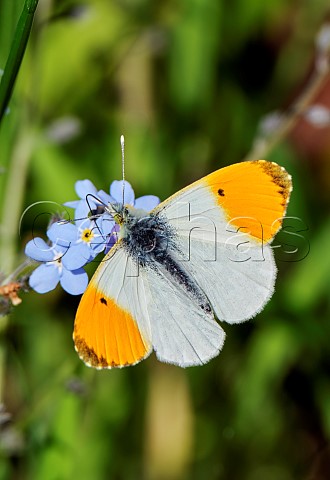 Orange Tip nectaring on Forgetmenot flowers Molesey Reservoirs Nature Reserve West Molesey Surrey