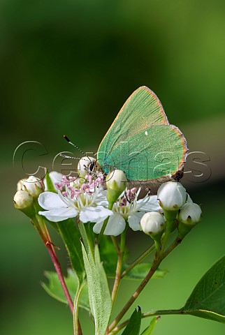 Green Hairstreak nectaring on Hawthorn flowers  Molesey Reservoirs Nature Reserve West Molesey Surrey England