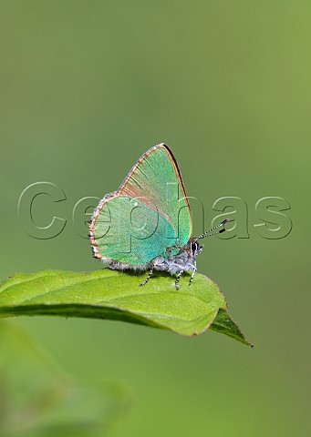 Green Hairstreak in a typical pose on a dogwood leaf waiting to chase off rival males  Molesey Reservoirs Nature Reserve West Molesey Surrey UK