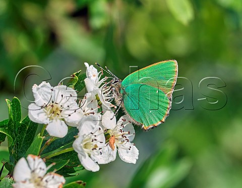 Green Hairstreak nectaring on Hawthorn flowers  Molesey Reservoirs Nature Reserve West Molesey Surrey England