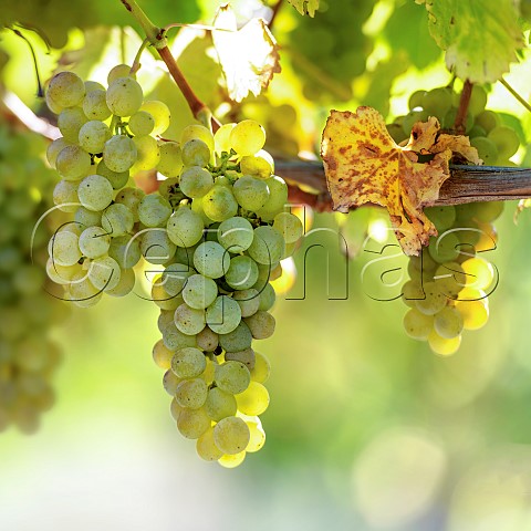 Sauvignon Blanc grapes UCD1 clone in vineyard of the central Wairau Plains Renwick Marlborough New Zealand