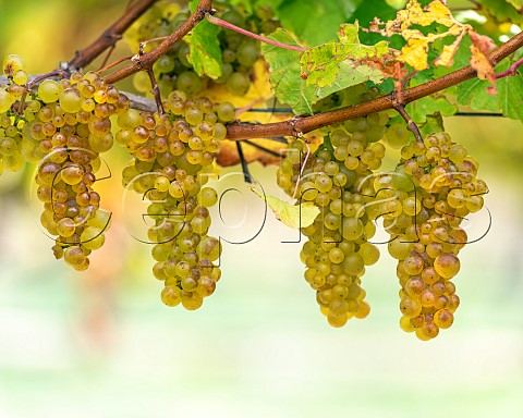 Chardonnay grapes Mendoza clone in vineyard in the Omaka Valley Marlborough New Zealand