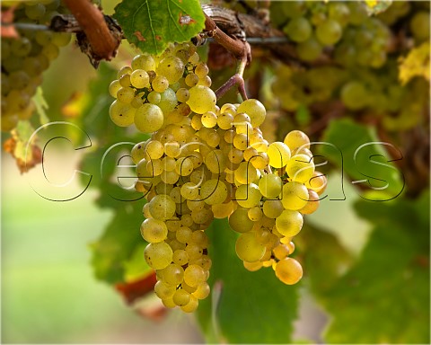 Chardonnay grapes Mendoza clone in vineyard in the Omaka Valley Marlborough New Zealand