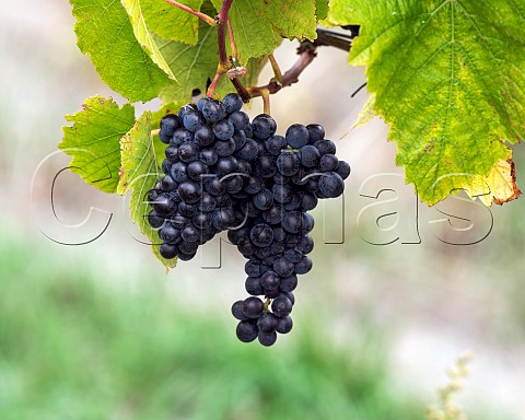 Pinot Noir grapes in vineyard in the Ben Morven Valley Marlborough New Zealand
