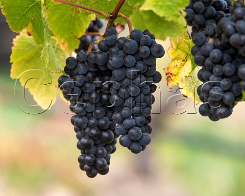 Pinot Noir grapes in vineyard in the Ben Morven Valley Marlborough New Zealand