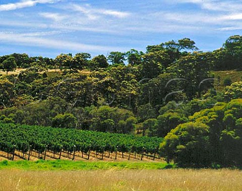 Brookland Valley vineyard Willyabrup Margaret River Western Australia