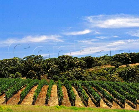 Brookland Valley vineyard Wilyabrup Margaret River Western Australia