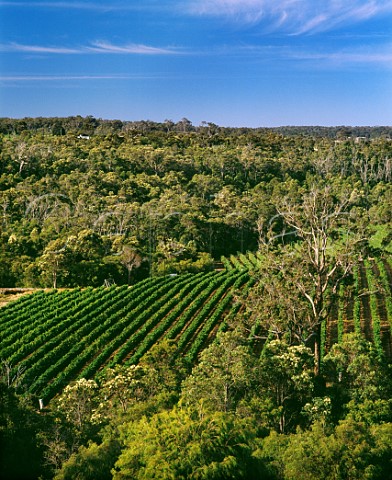 Pierro Vineyards amidst the marri forest  Wilyabrup Western Australia  Margaret River