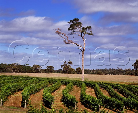 Gum tree and vineyard of Leeuwin Estate  Margaret River Western Australia