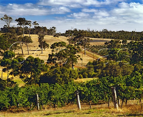 Vineyards on Leeuwin Estate Margaret River Western Australia