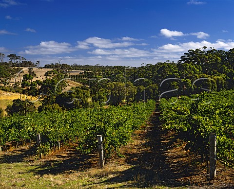Vineyard on Leeuwin Estate Margaret River   Western Australia