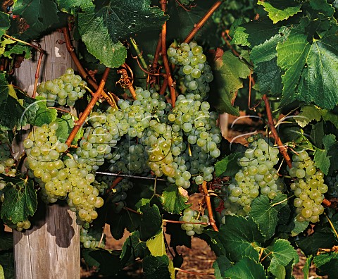 Chardonnay grapes in vineyard of Leeuwin Estate Margaret River Western Australia